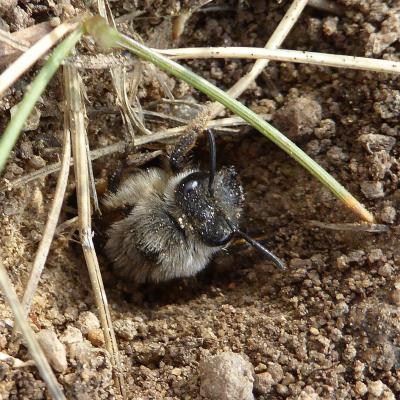 Abeille de terre