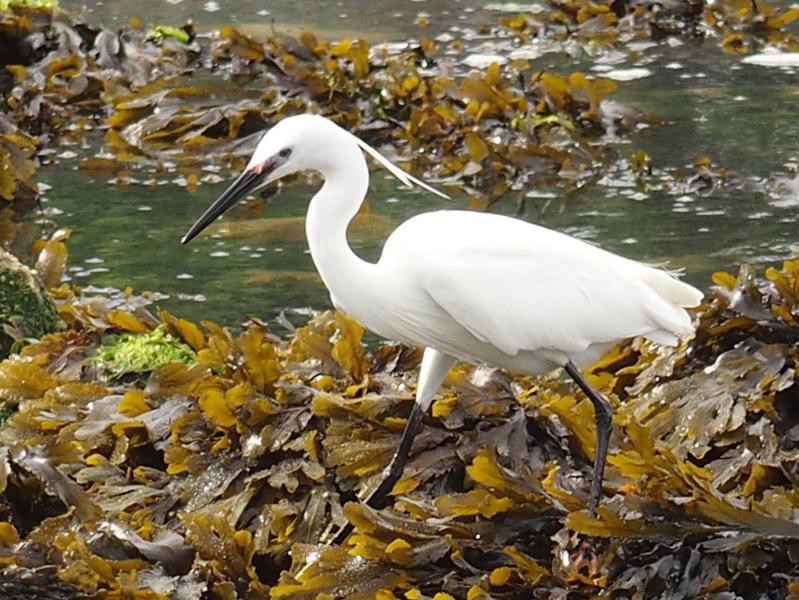 01 aigrette garzette