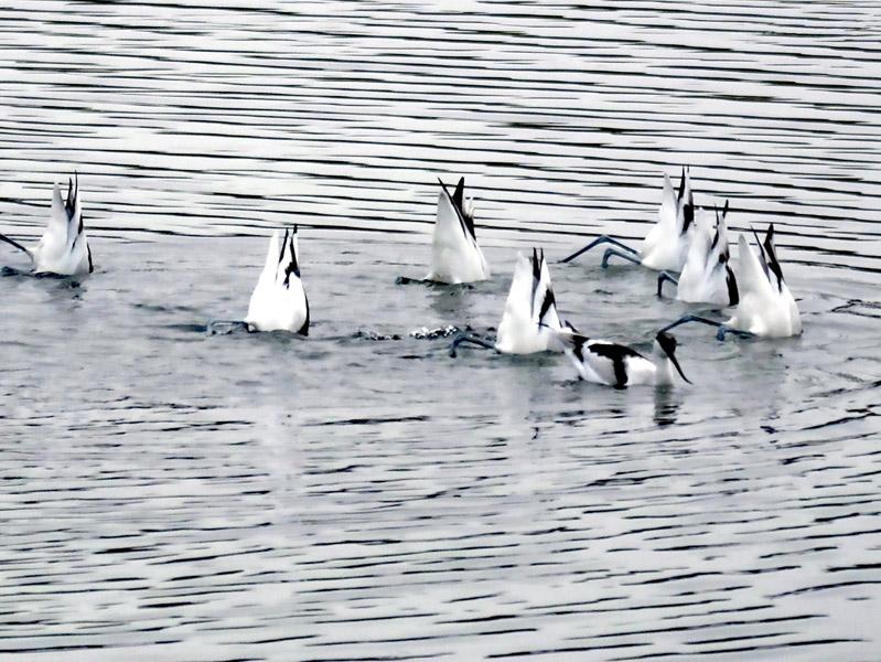 02 avocettes