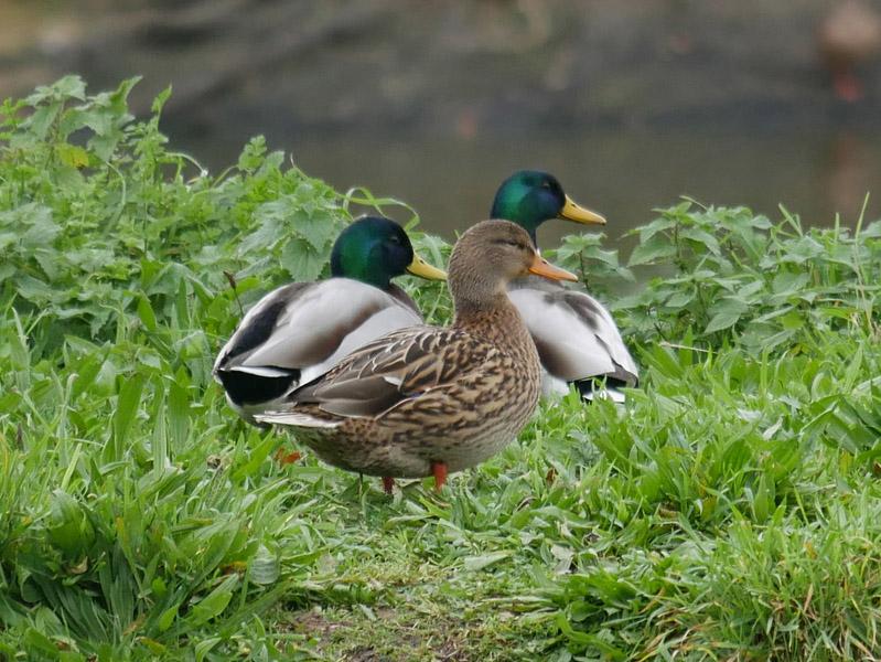 04 canard colvert