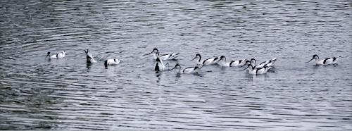 Avocettes 2