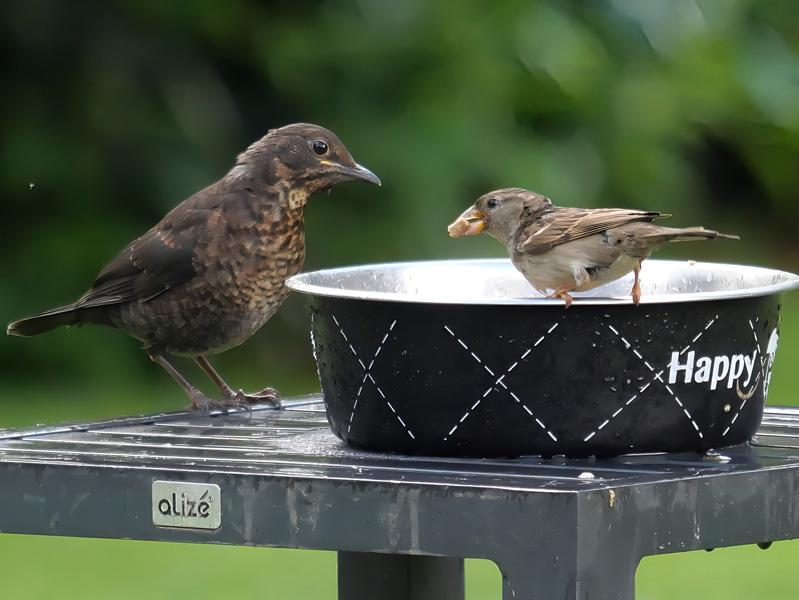 Moineau et grive