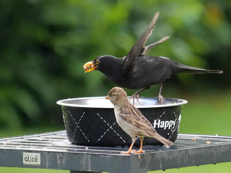 Moineau et merle